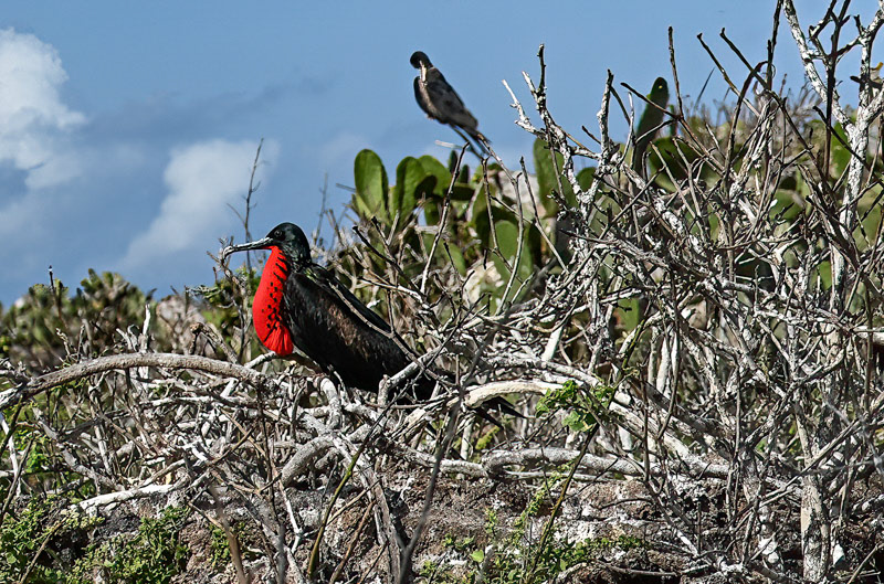 Male Great Frigate - Galapagos Islands