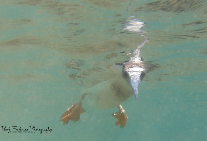 Booby Water Games - Galapagos