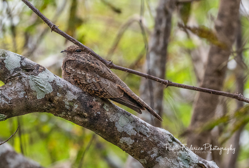 Common Pauraque