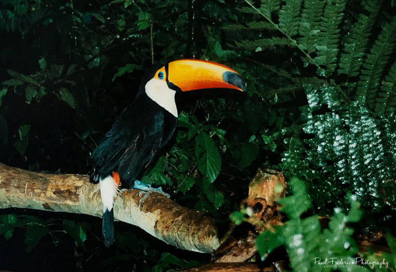 Toucan - Costa Rica
