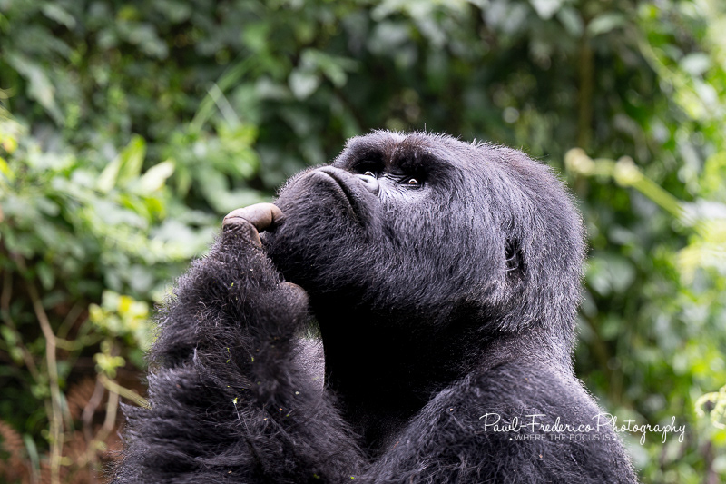 Hmmm - Gorilla in Deep Thought