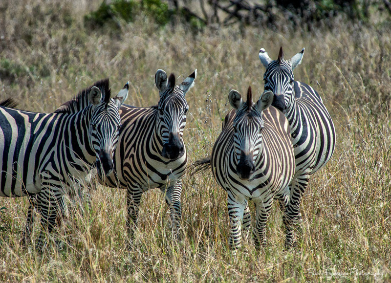 Stare Down Zebras - The Great Migration - Tanzania