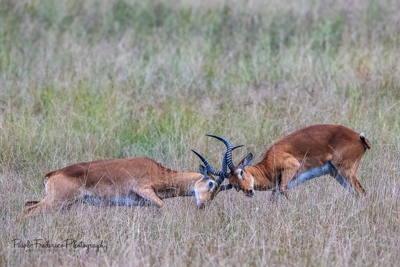 Young Fighting Ugandan Kops