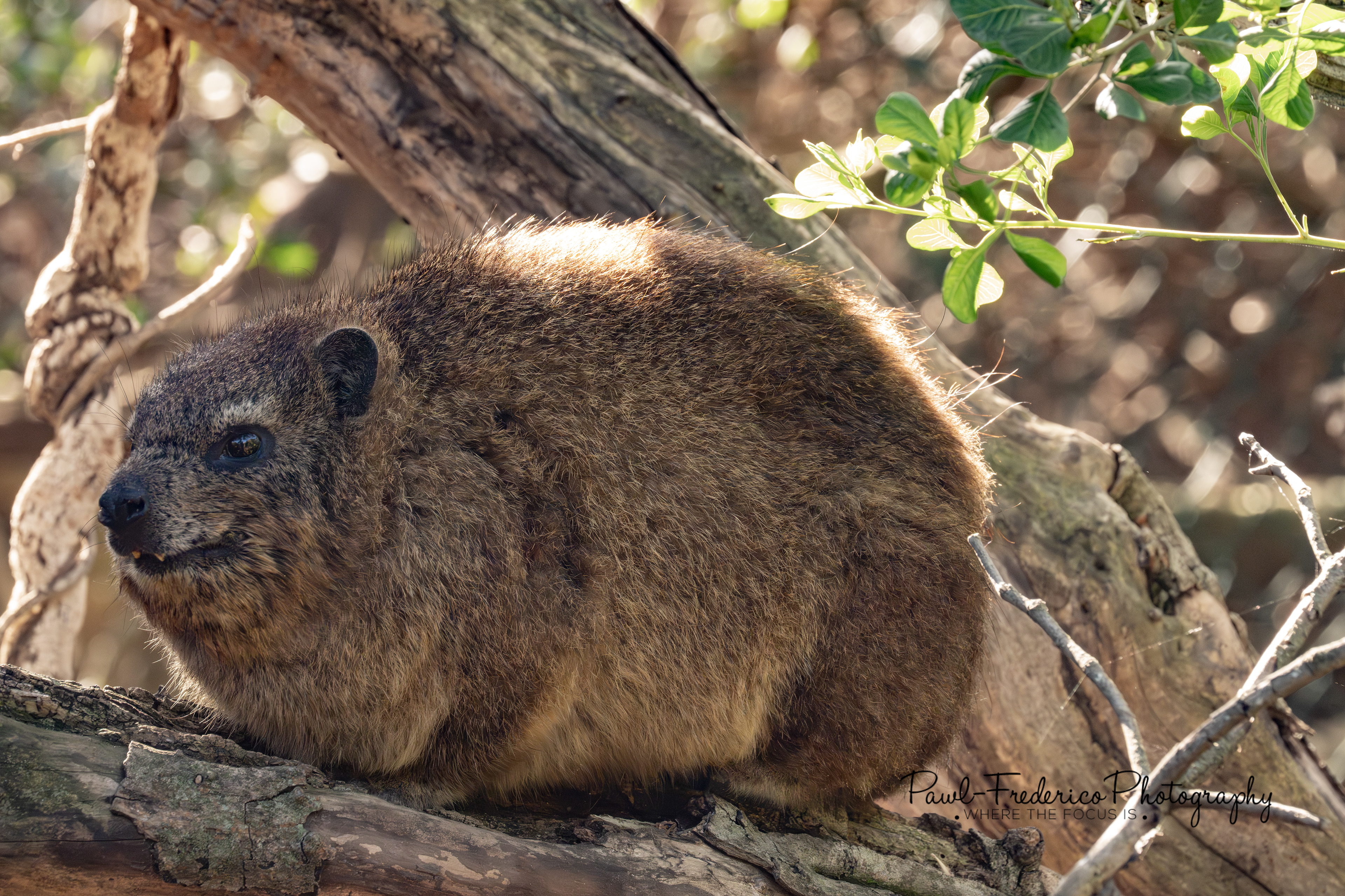Rock Dassie - S. Africa