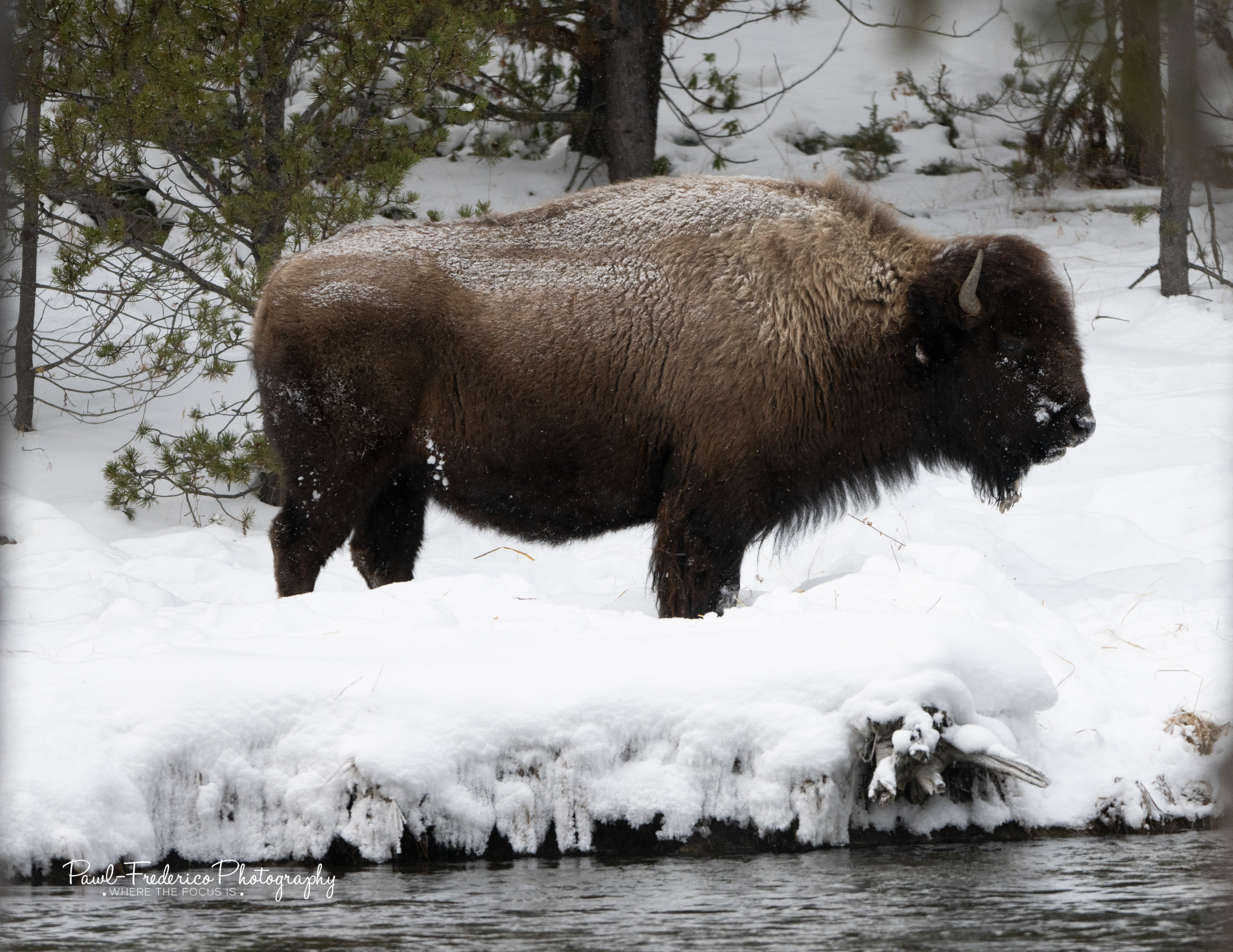 The Loner - Bison