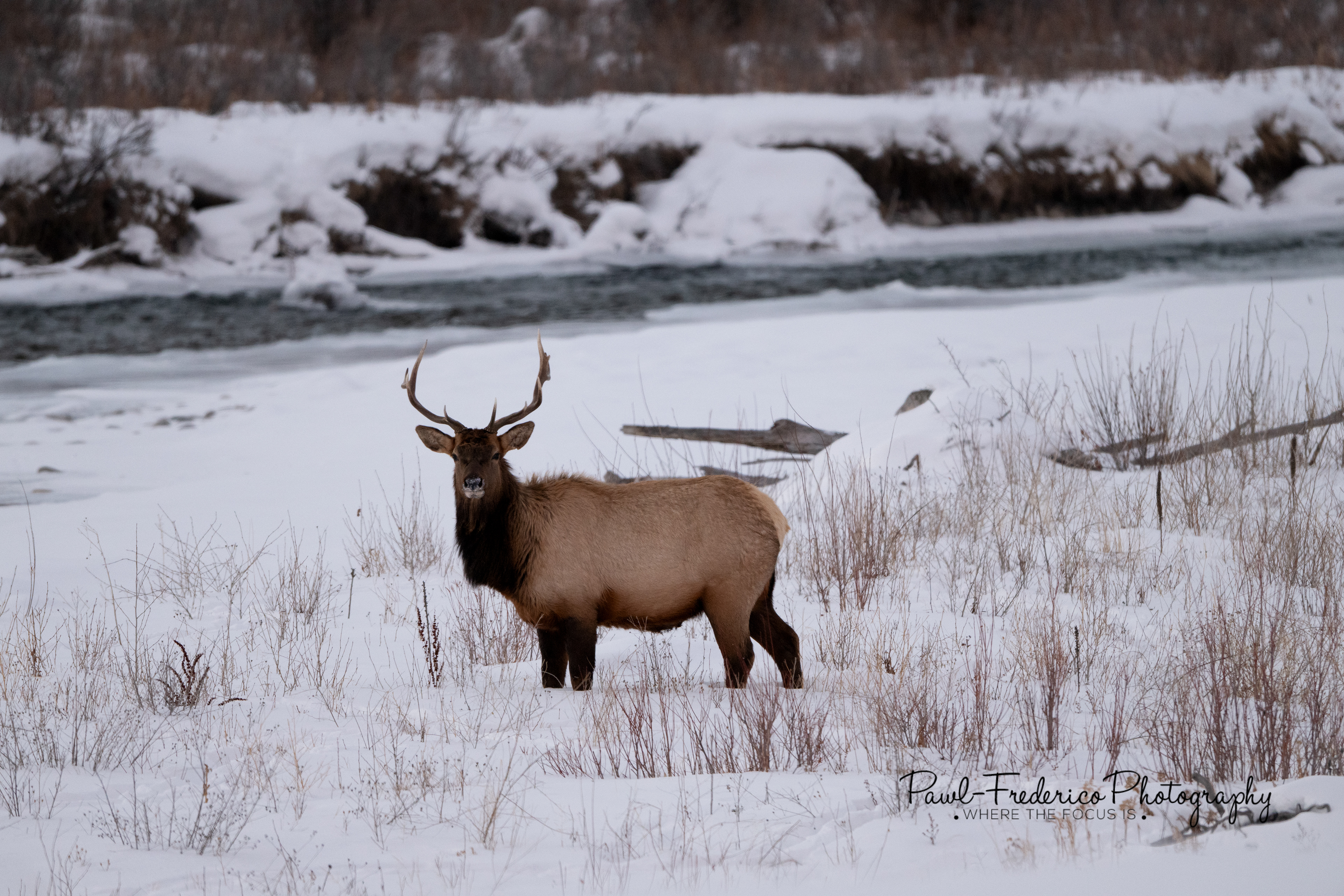 Elk Bull