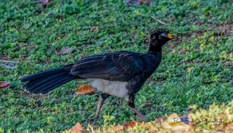 Bare-faced Curassow - Brazil