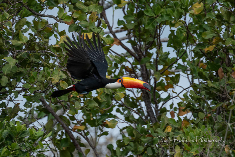 Toco Toucan - Brazil