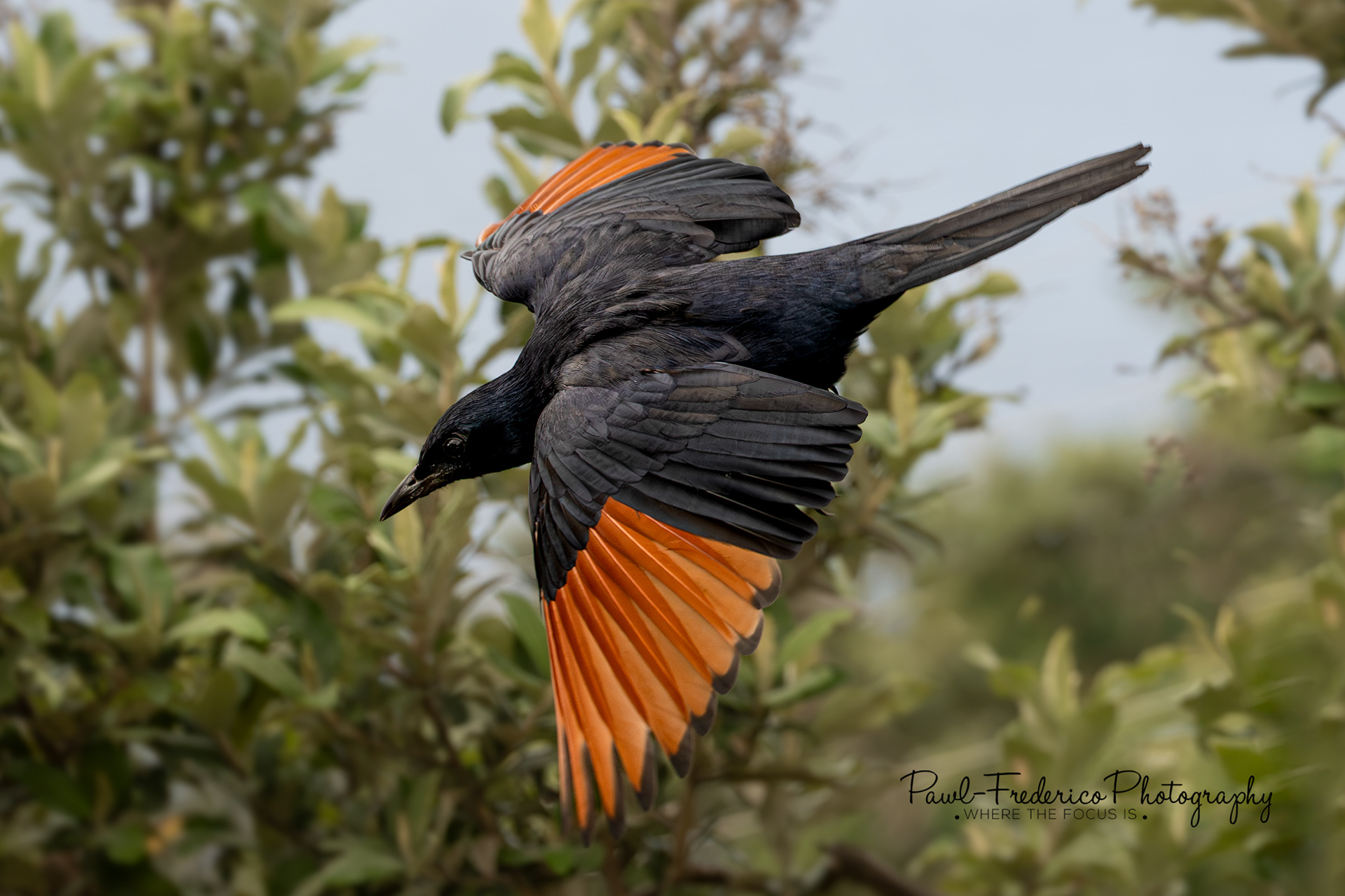 Red-winged Starling - S. Africa
