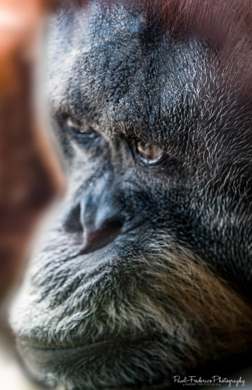 Orangutan Tears - Captivity Brings Pain