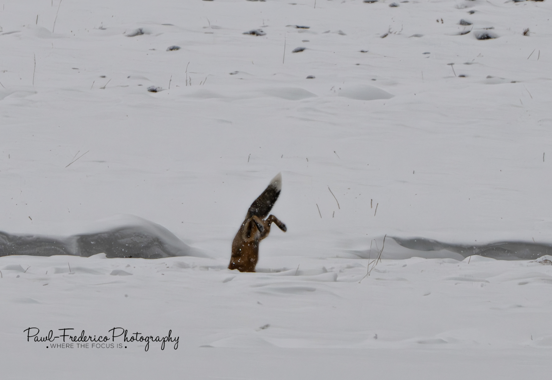 Red Fox - The Dive