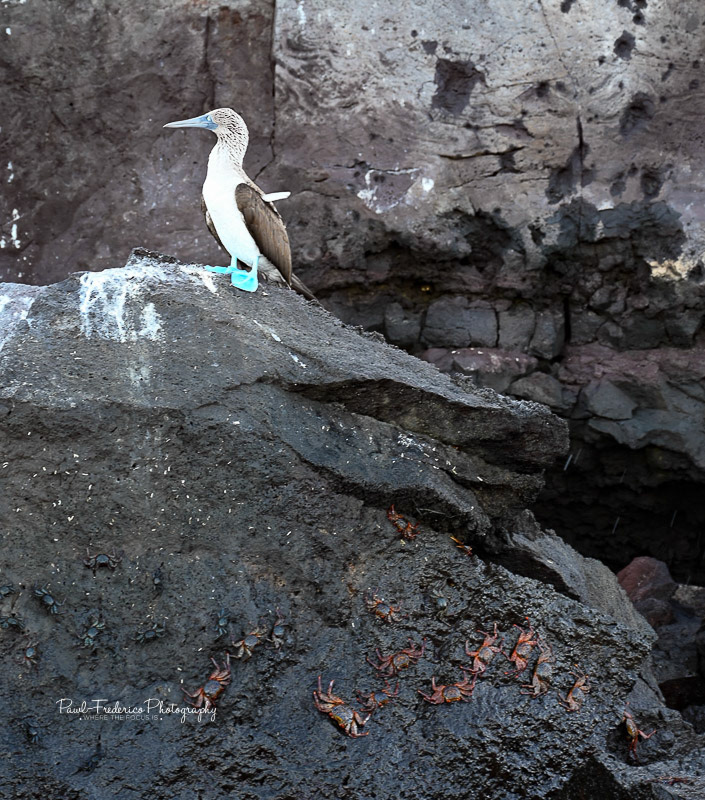 Blue Footed Booby