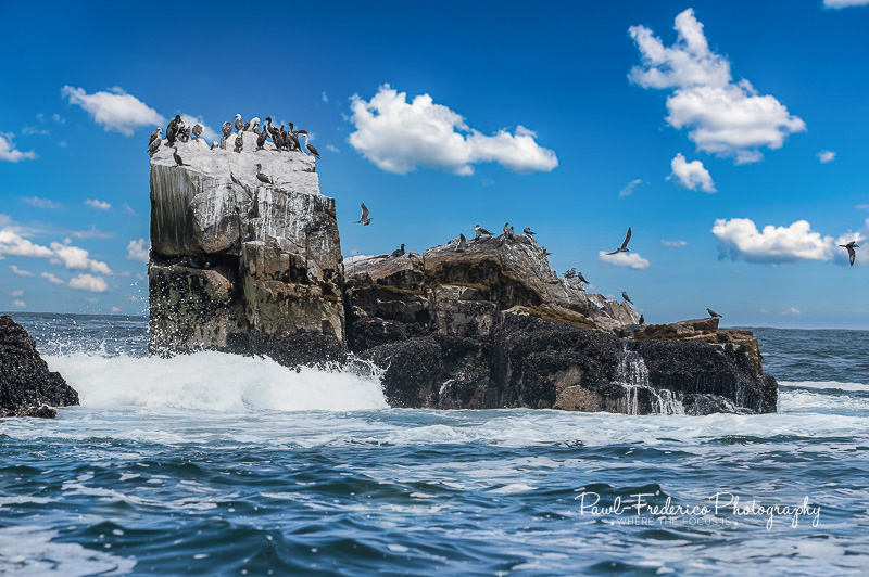 Palomino Islands - Lima, Peru