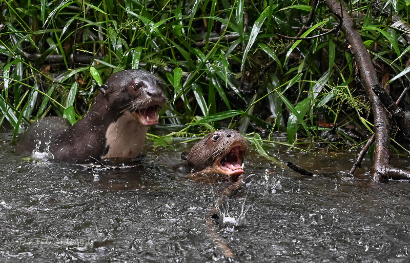 Otters at Play - Amazon Jungle, Ecuador