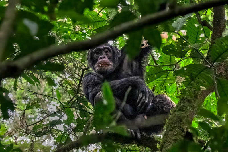 Chimp of Kabale
