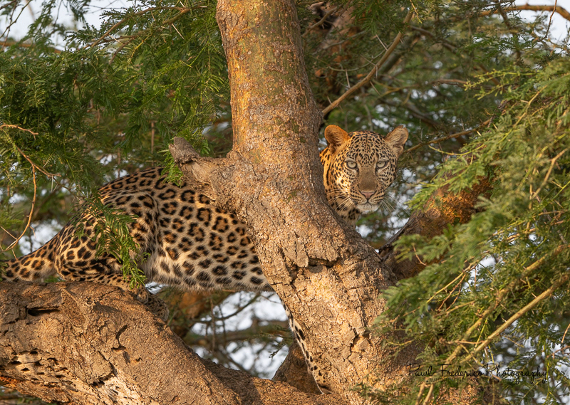 A Stare-down: Leopard vs. Photographer at QENP