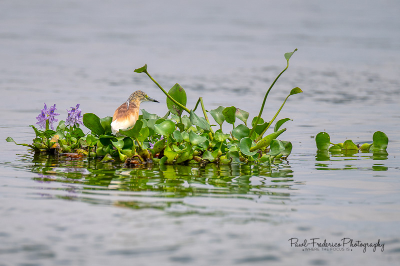 Squacco Heron