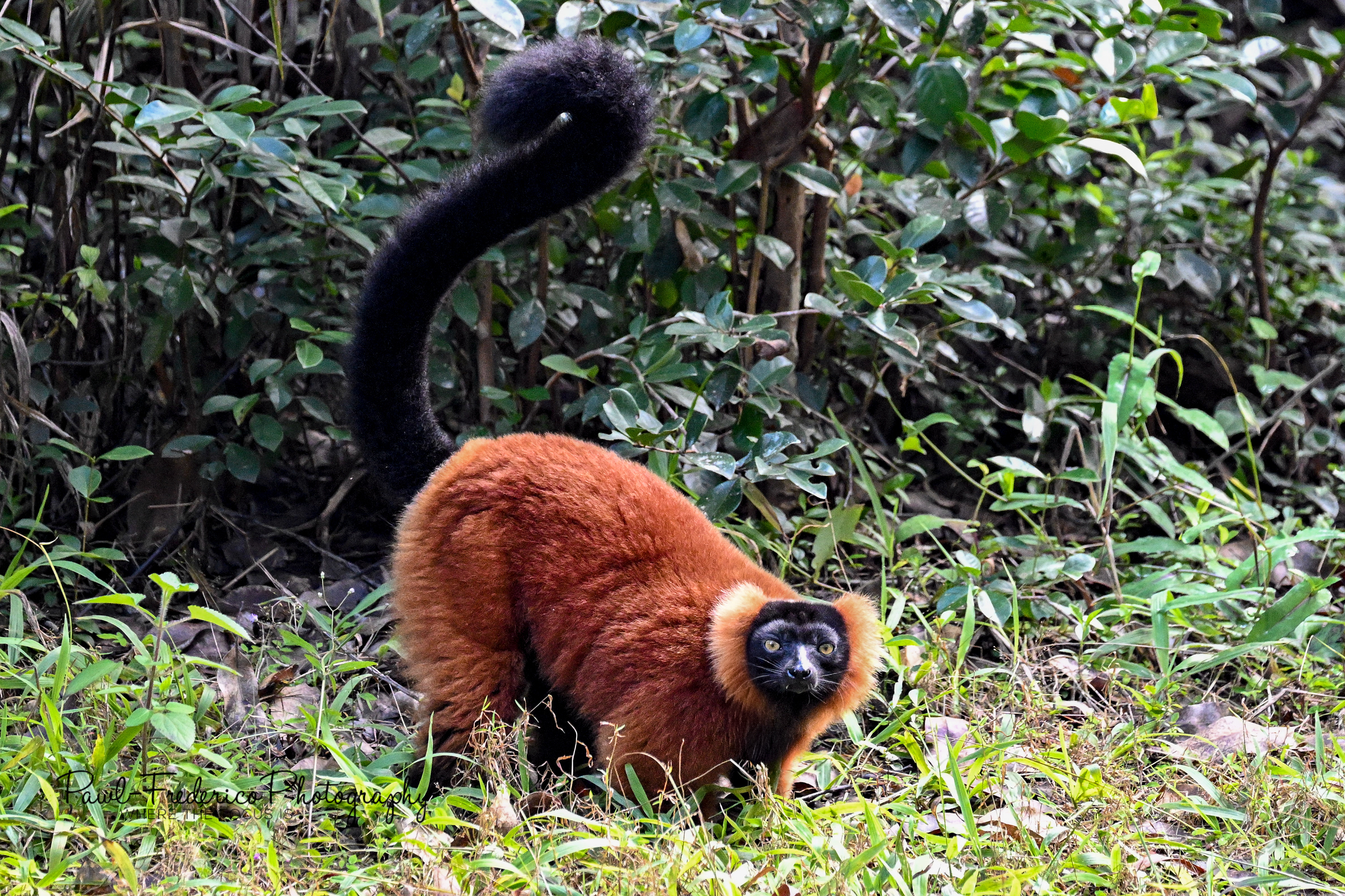 Red-ruffed Lemur