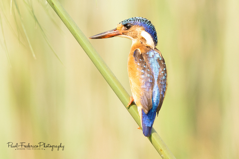 Malachite Kingfisher