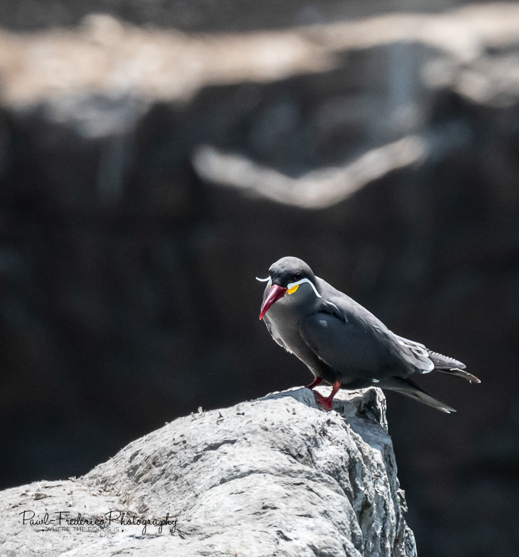 Inca Tern - Lima, Peru