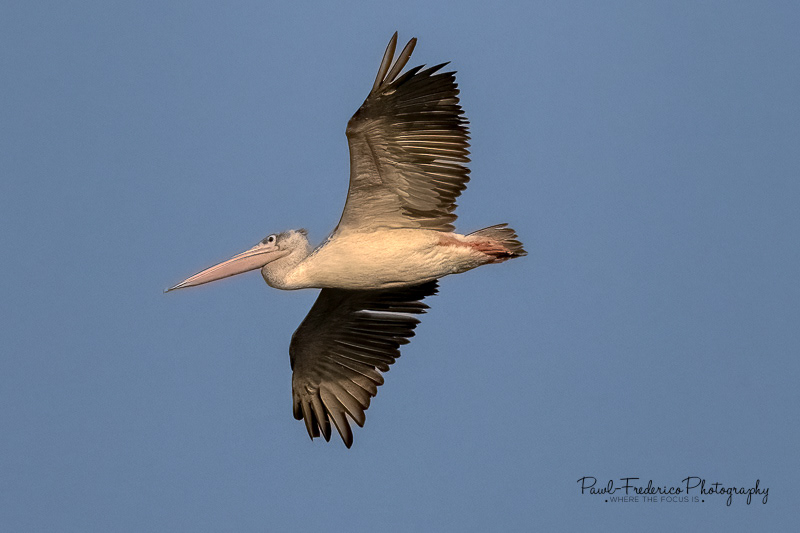 Maribou Stork