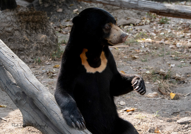 Sun Bear - Cambodia