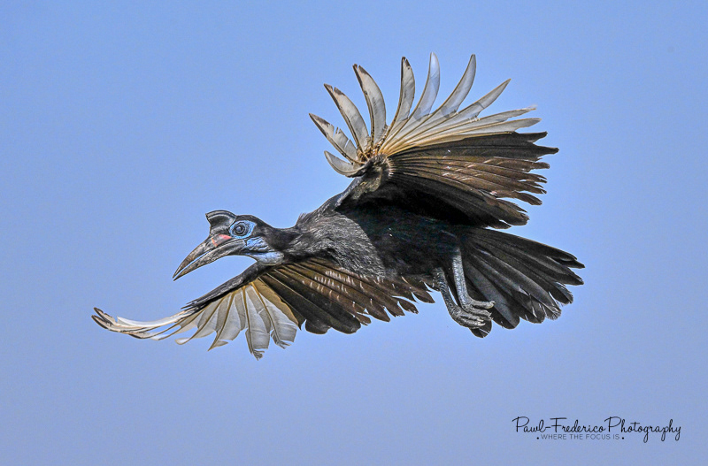 Abyssinian Ground Hornbill