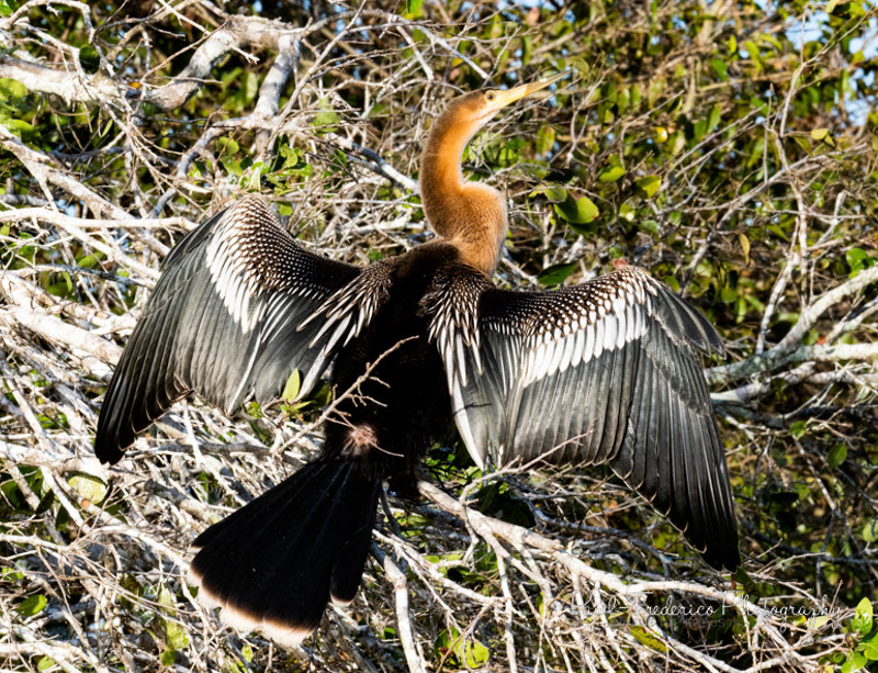 Anhinga - Brazil