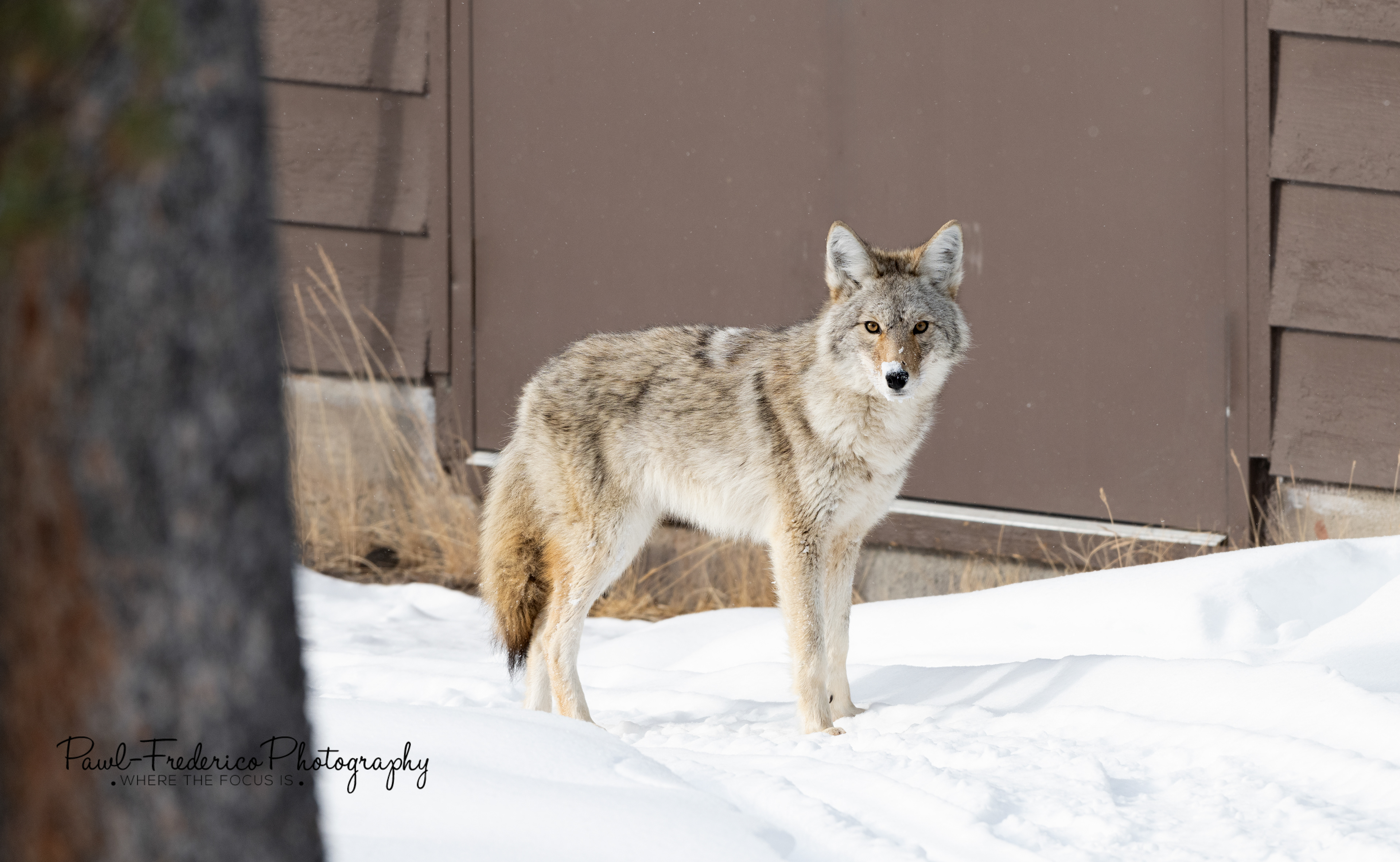 Coyote Eyes