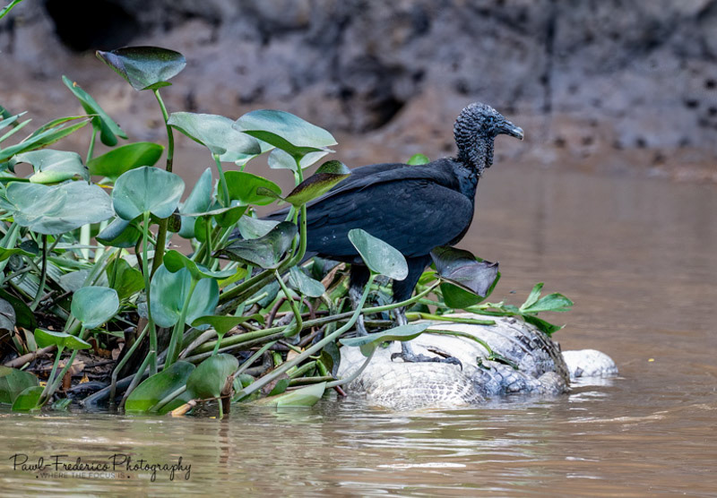 Dinner Time! Black Vulture - Brazil