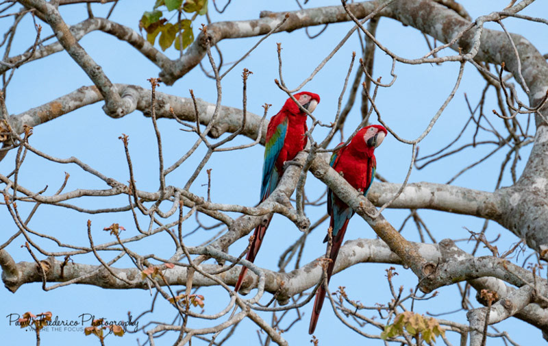 Red & Green Macaws - Brazil