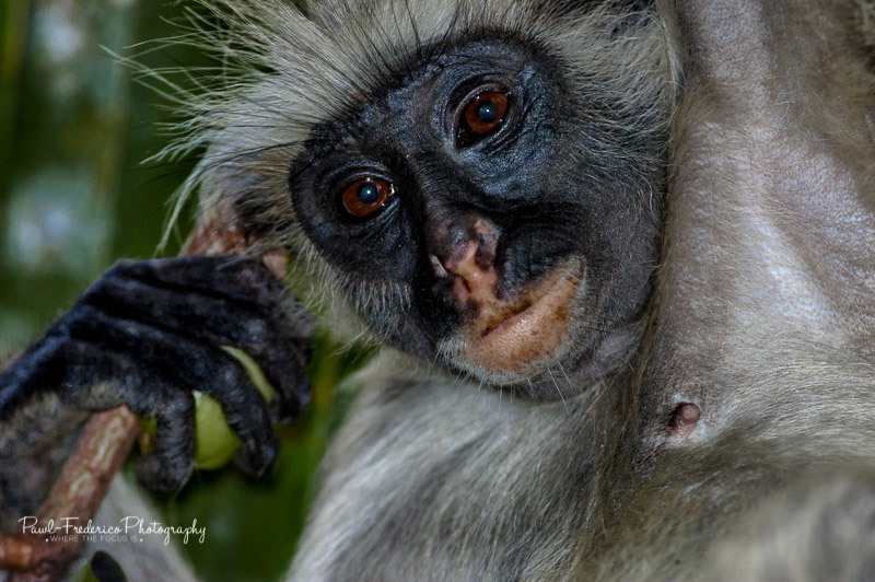 Kirk's Colobus - Jozani Forest, Zanzibar, Tanzania