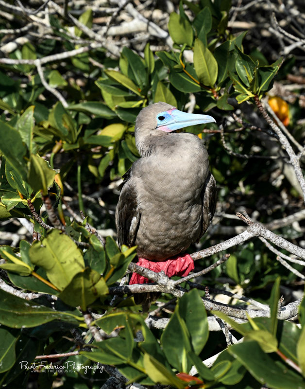 Red Footed Booby