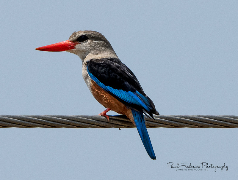 Grey-headed Kingfisher