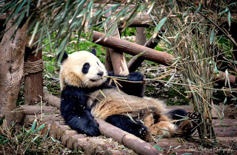 Lazy Panda - Sichuan province, China