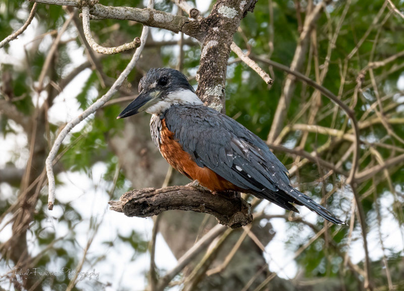 Ringed Kingfisher - Pantanal Brazil