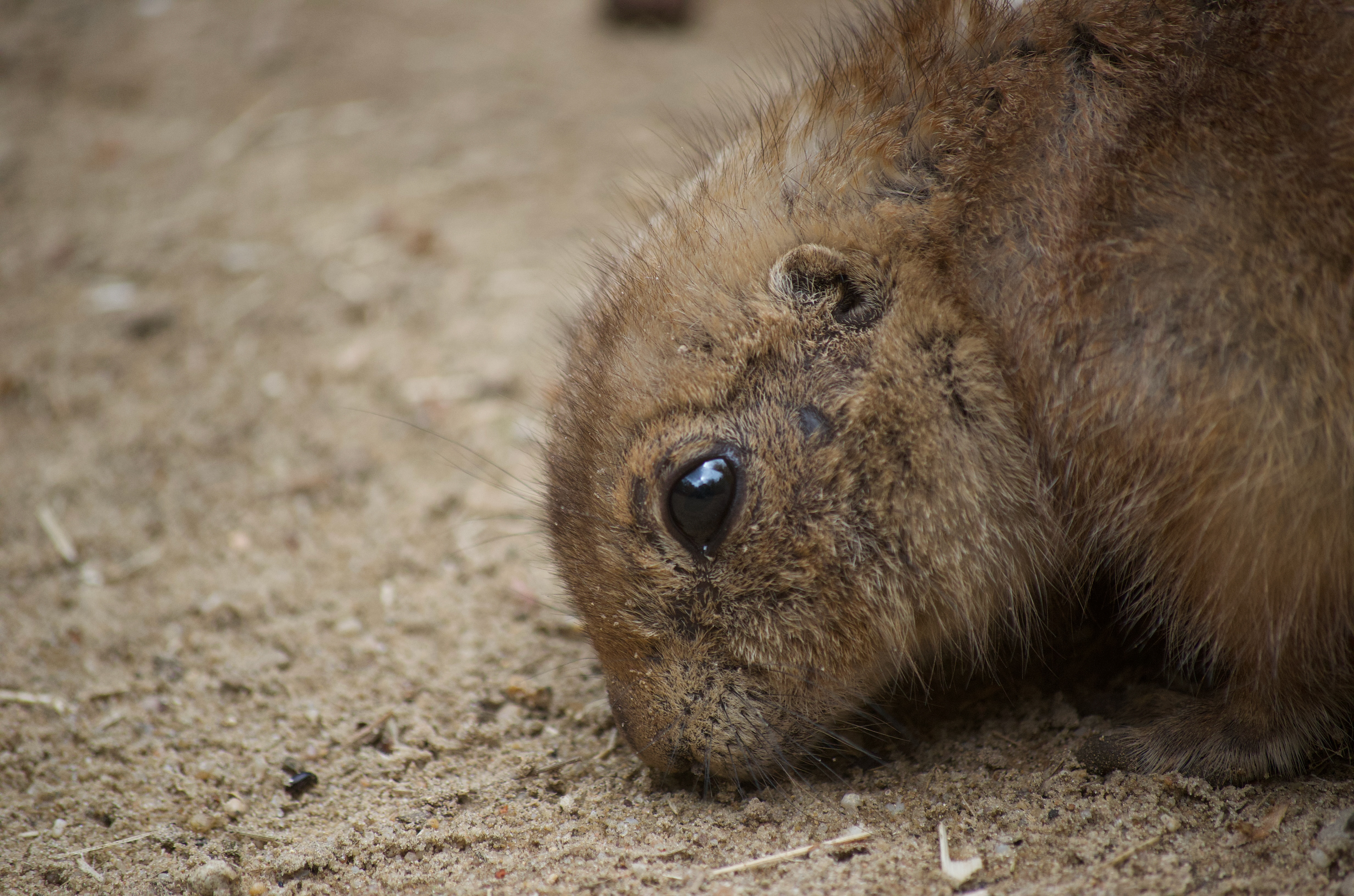 DierenPark Amersfoort