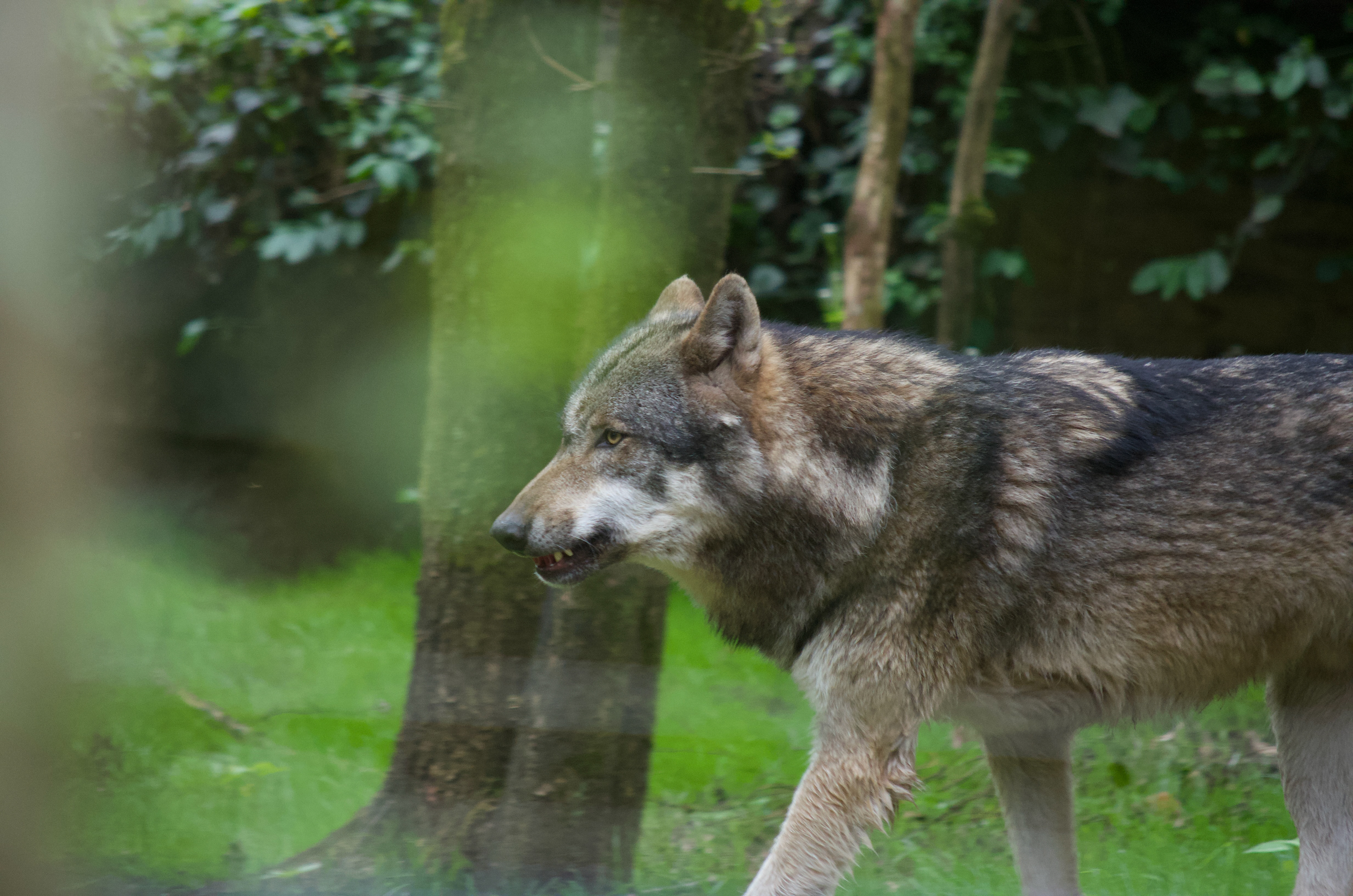 DierenPark Amersfoort