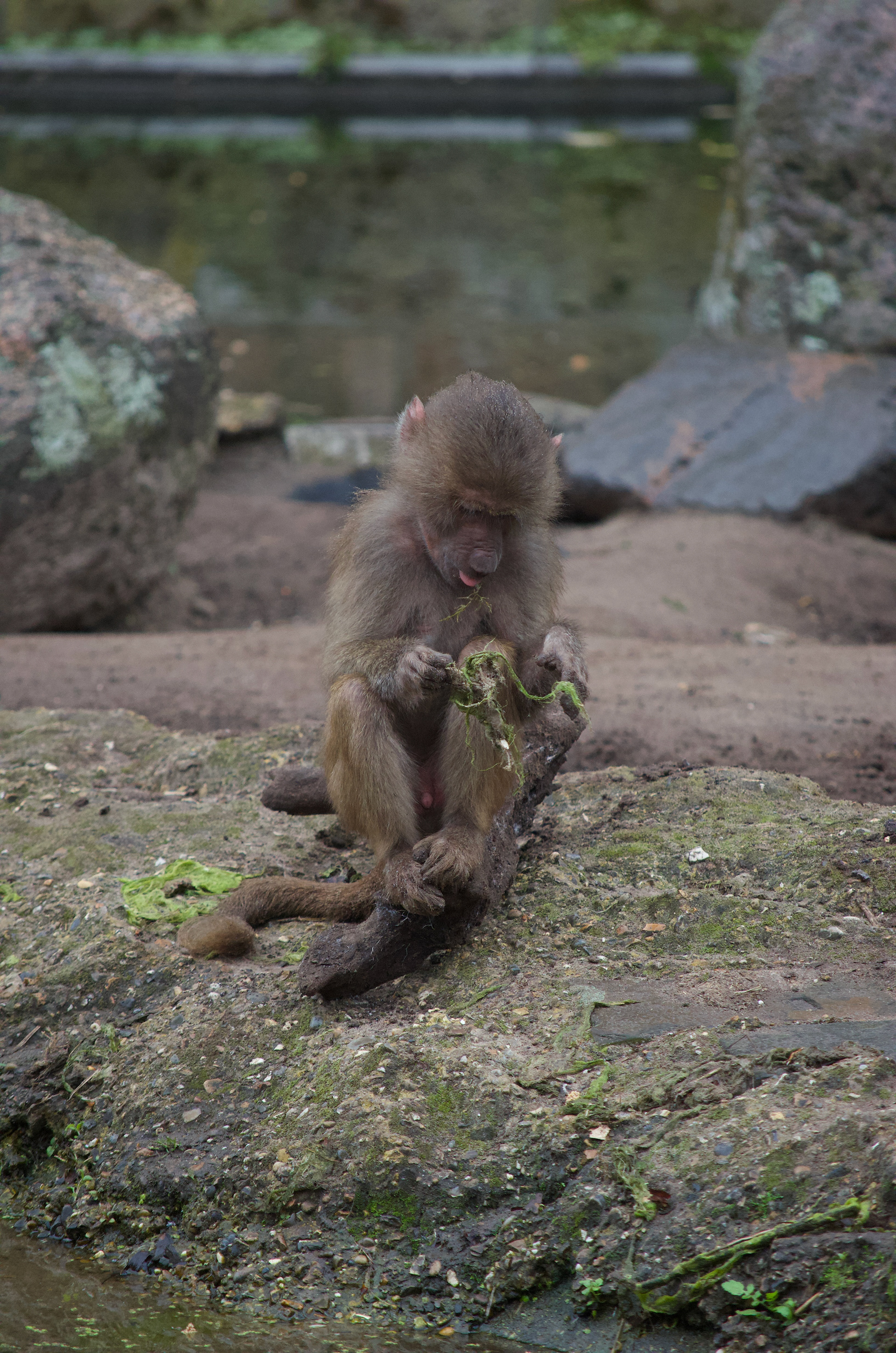 DierenPark Amersfoort