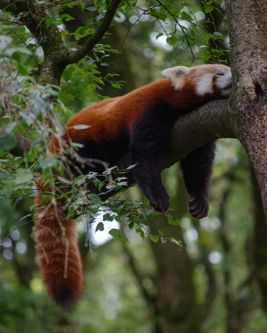 DierenPark Blijdorp