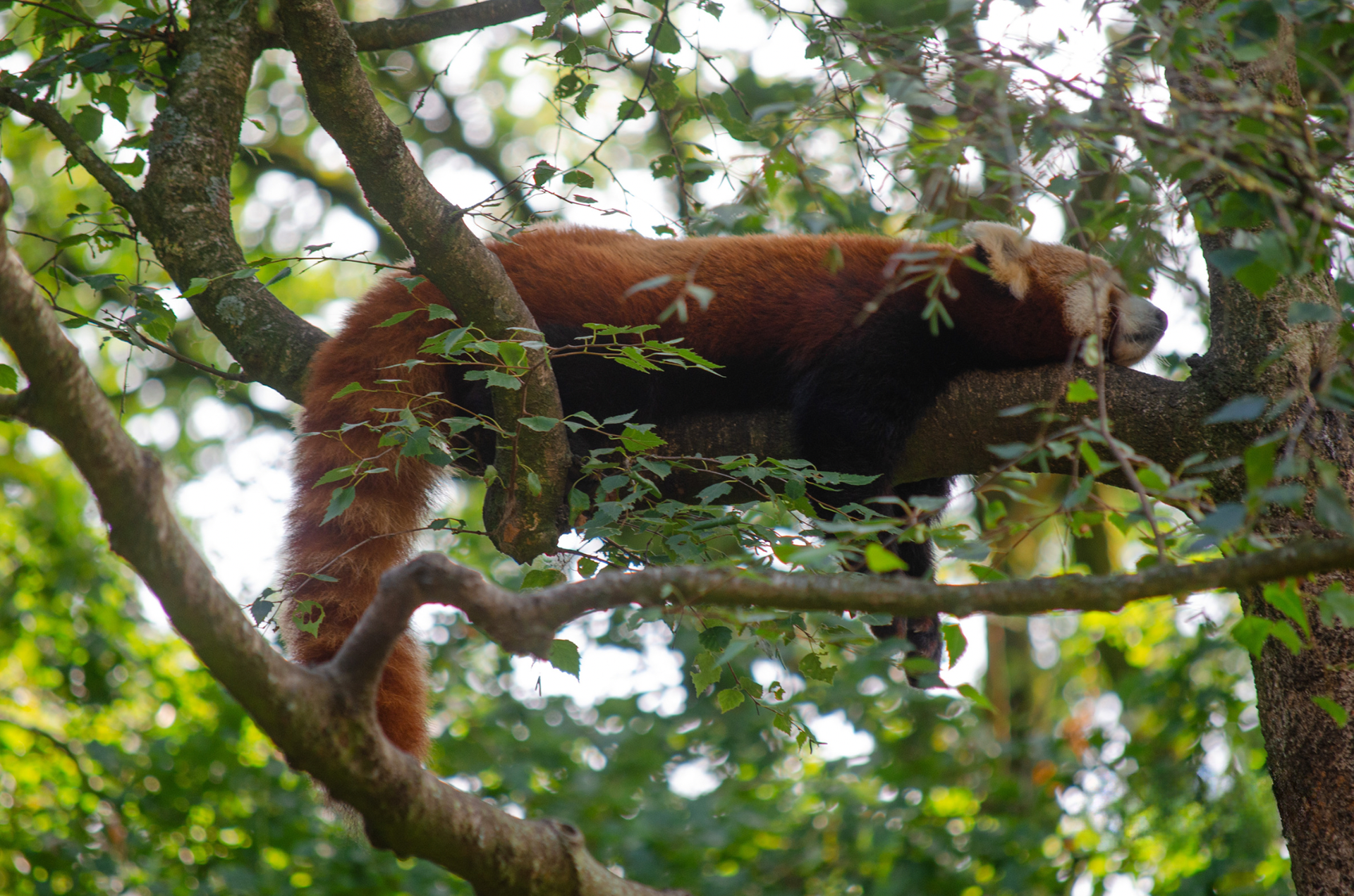 DierenPark Blijdorp