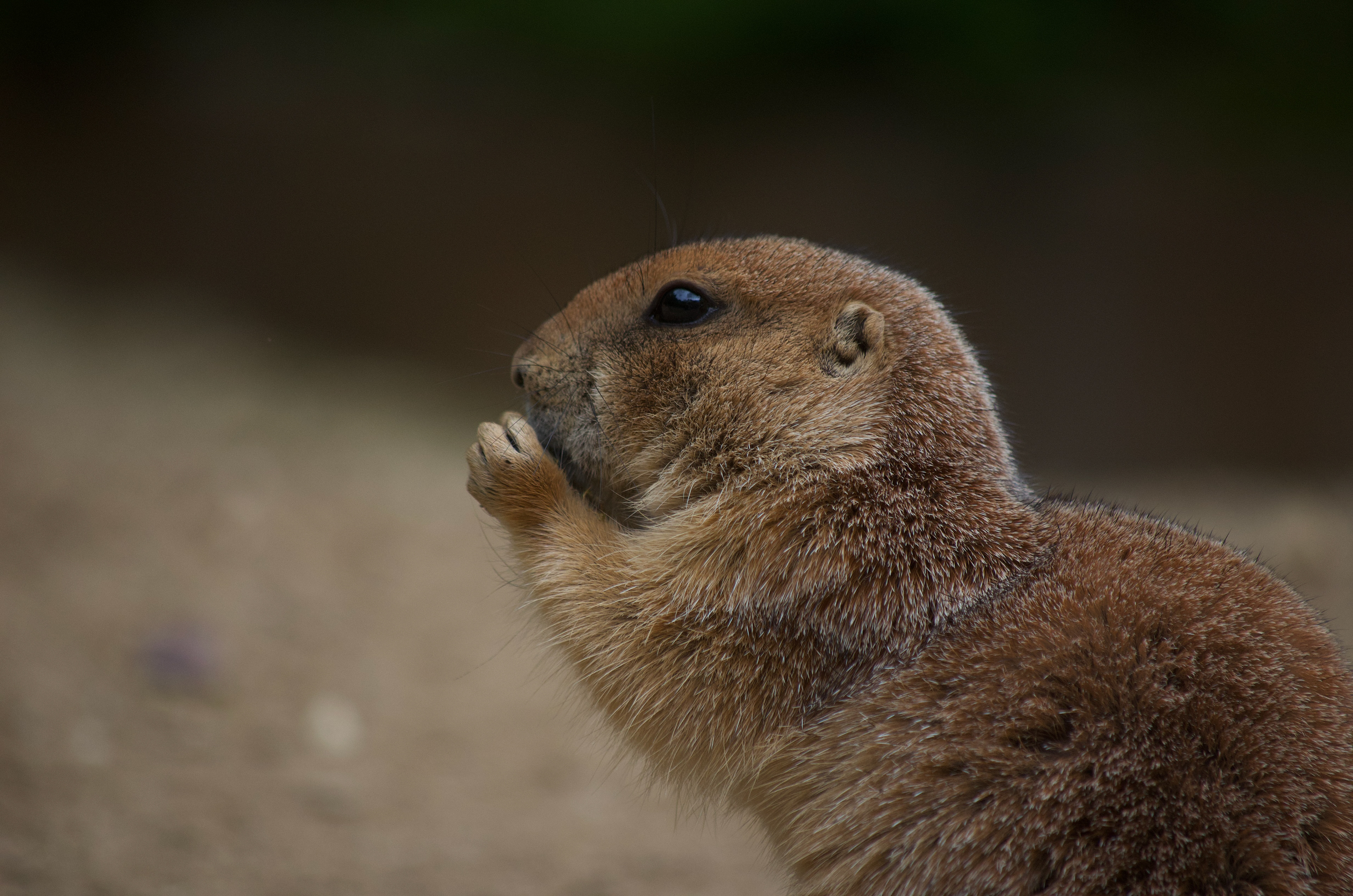 DierenPark Amersfoort