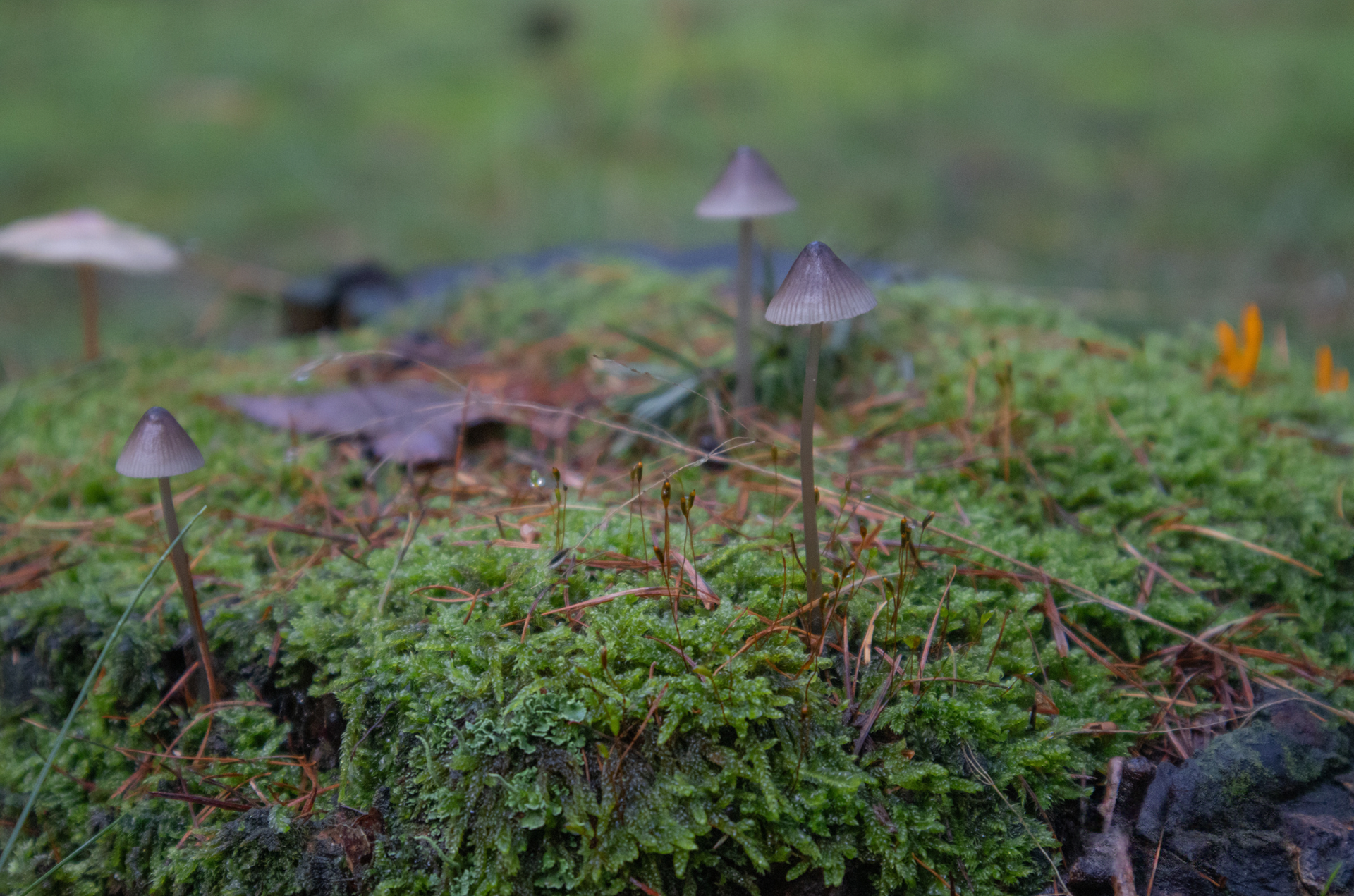 Nature