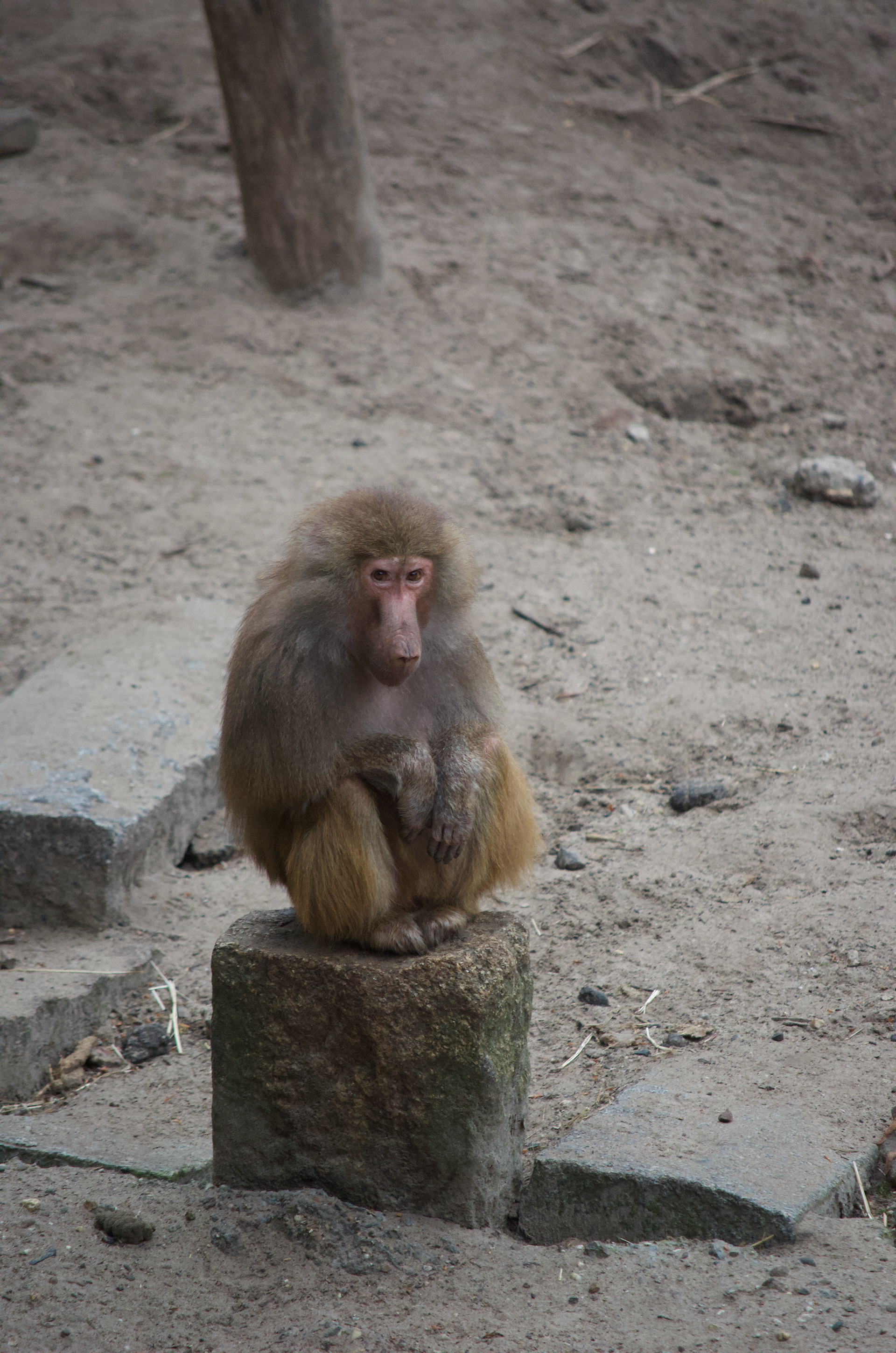 DierenPark Amersfoort