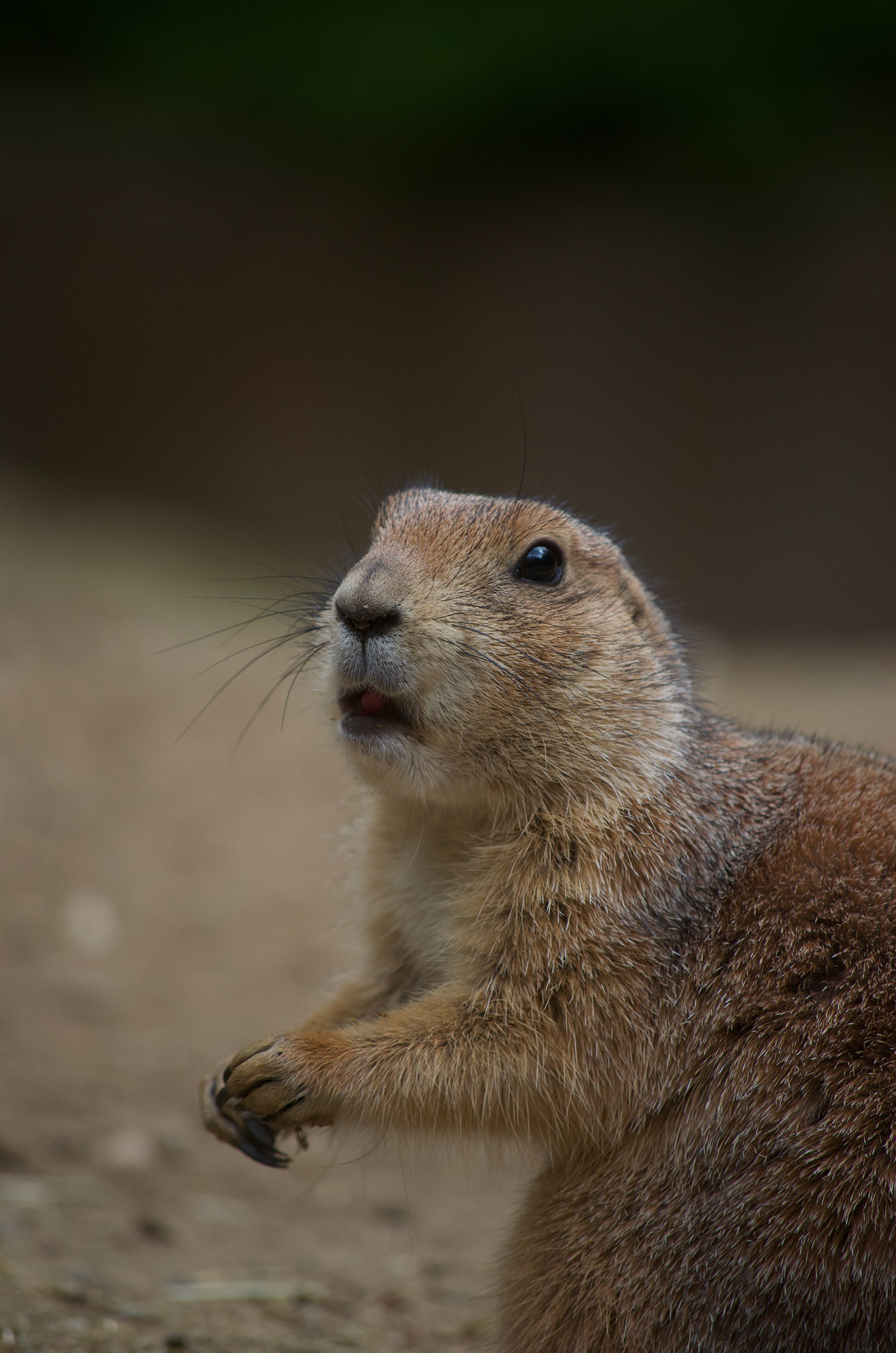 DierenPark Amersfoort