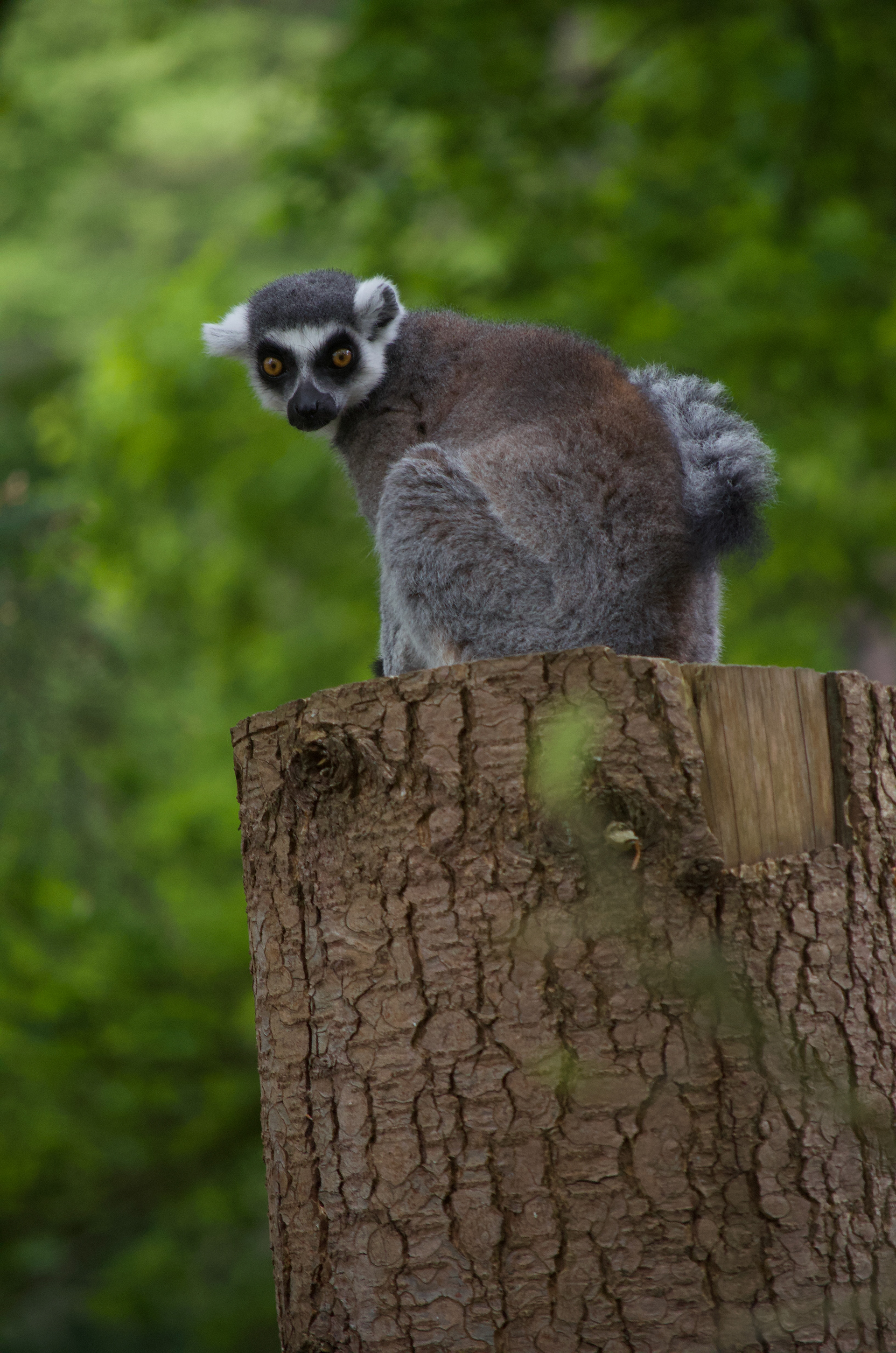DierenPark Amersfoort