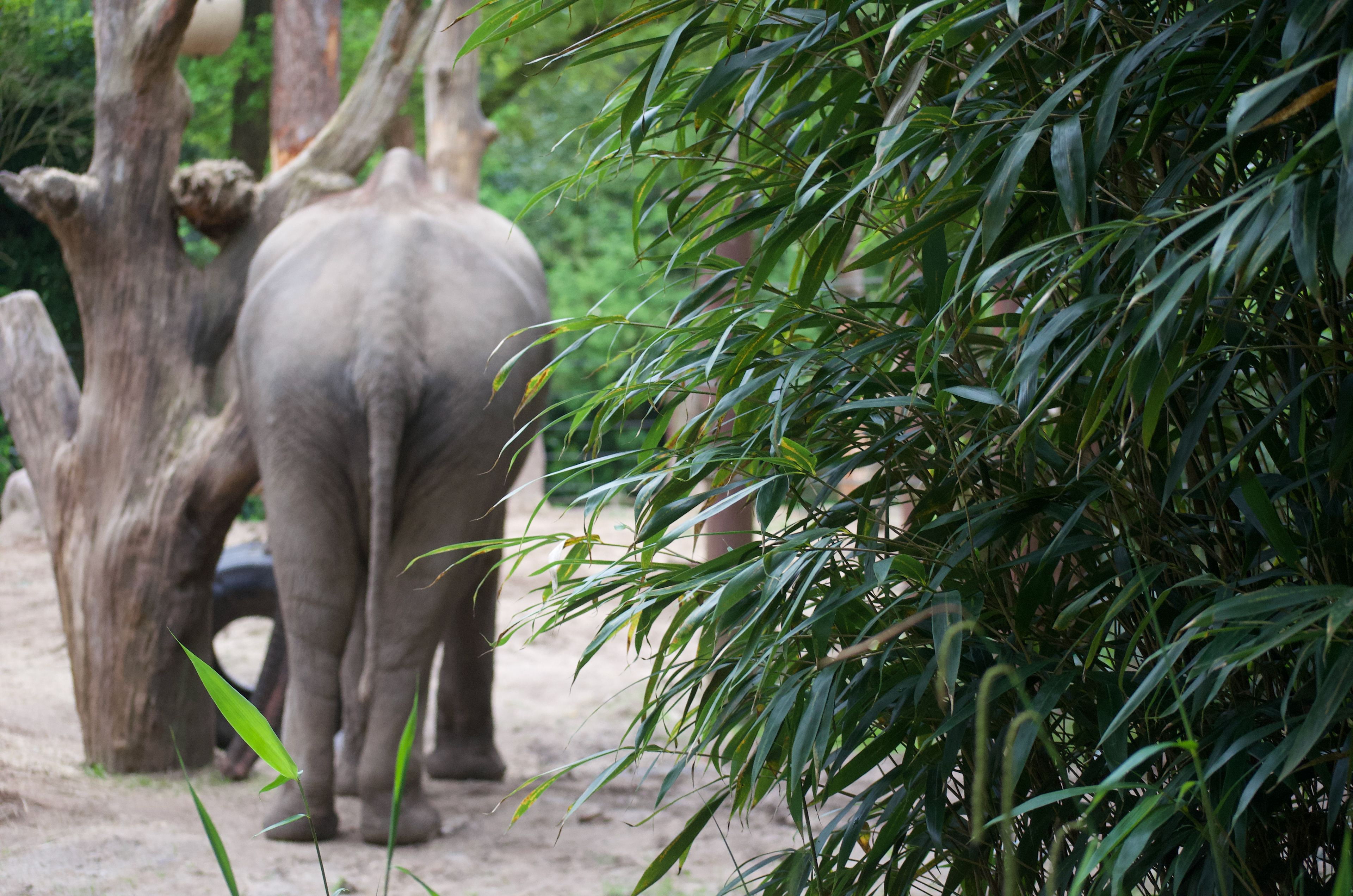 DierenPark Amersfoort