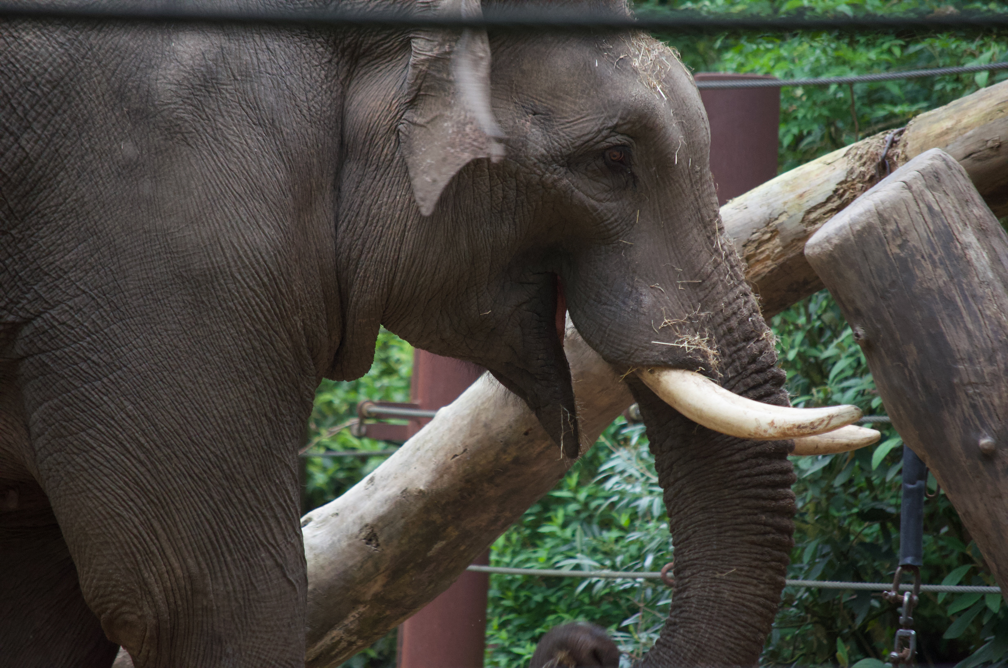 DierenPark Amersfoort