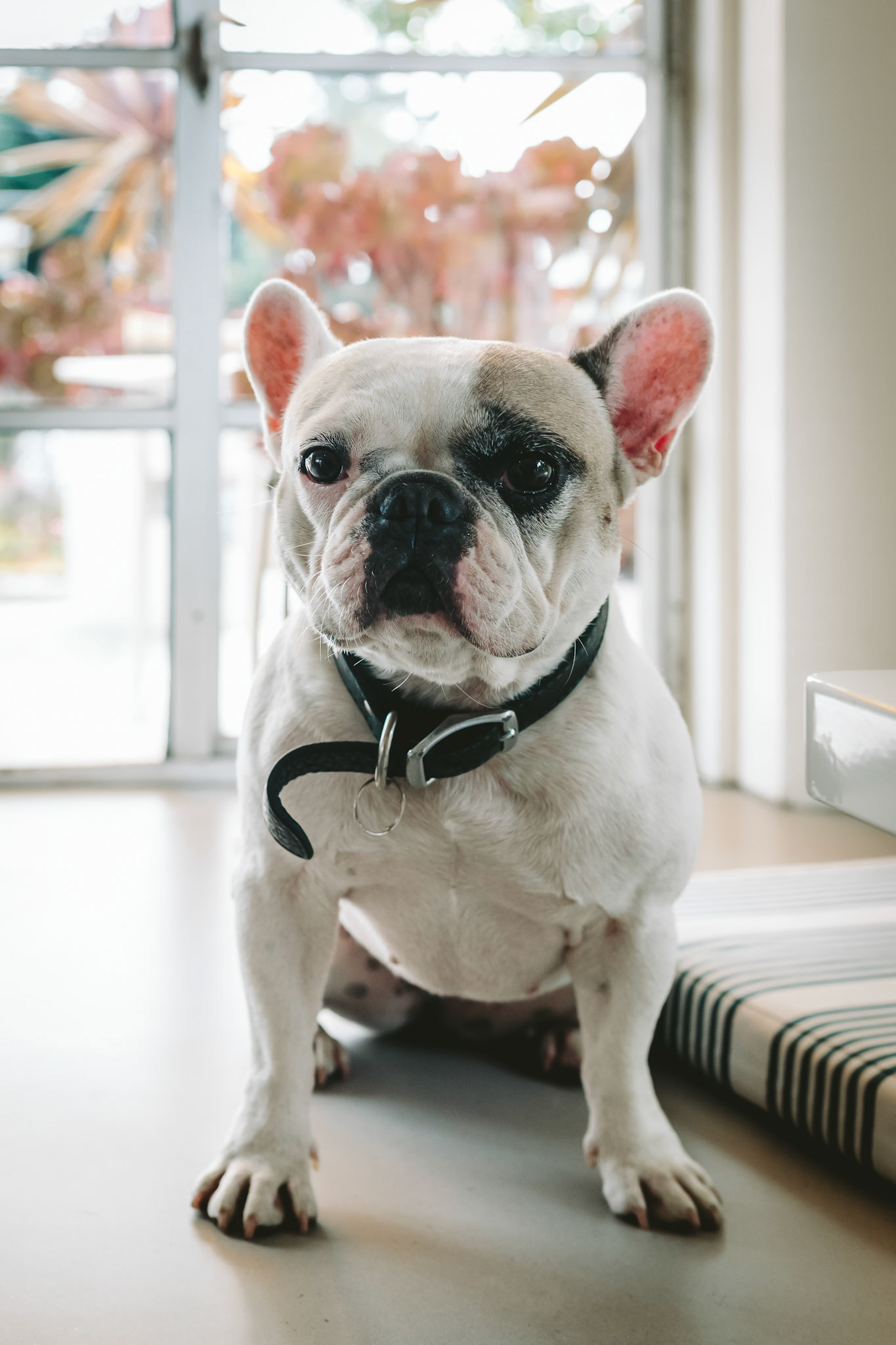 FrenchBulldog Sitting indoors