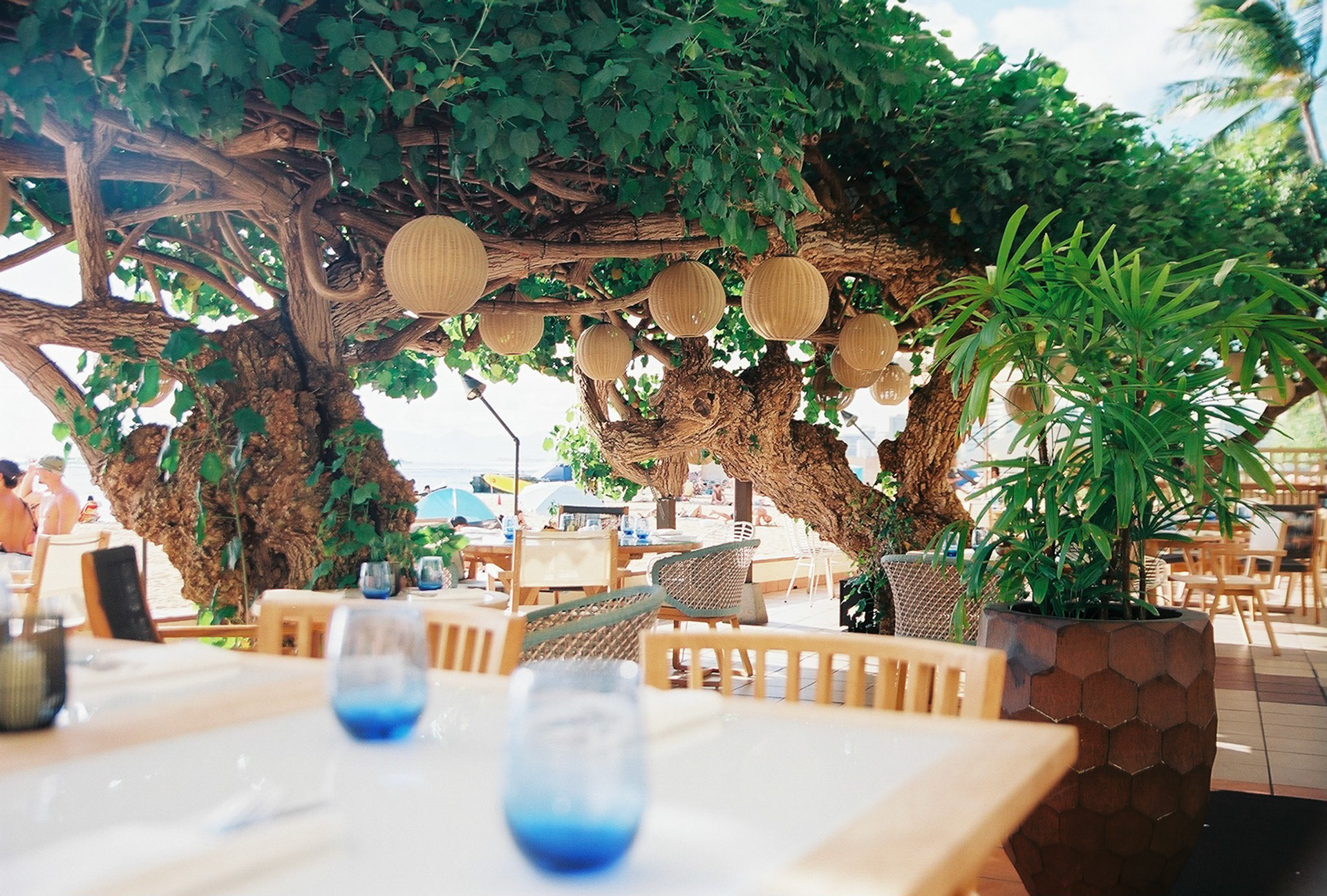 Beachside Restaurant with Tree Decor
